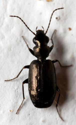 Syntomus foveatus